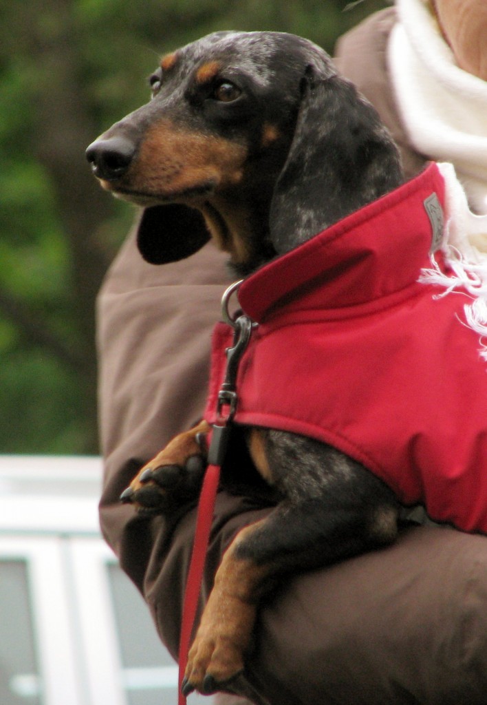 Dog in winter coat